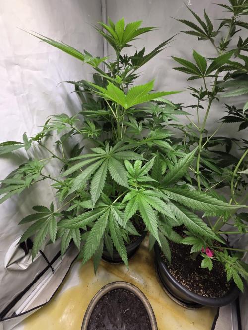 Dr.SkunkyKush: HUBU DopeBois & Sleezy. Week 8