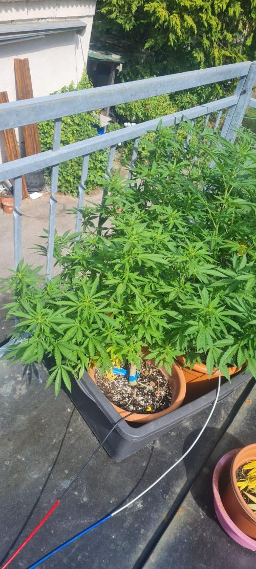 LoisenFarm: GOCO Outdoor (Findling). Week 16