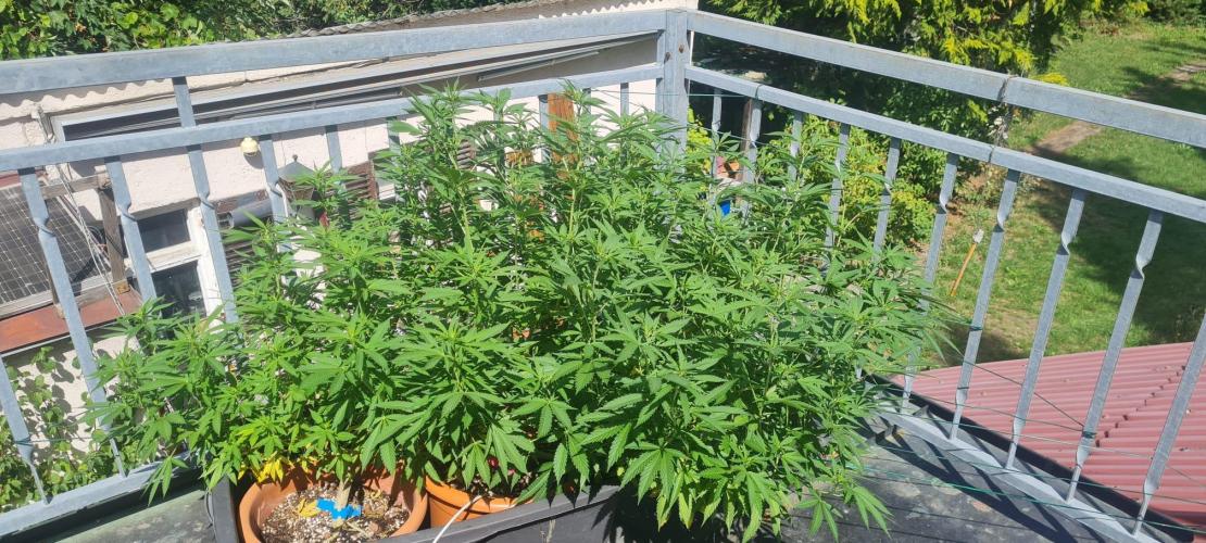 LoisenFarm: TRCH OSS OUTDOOR. Week 18