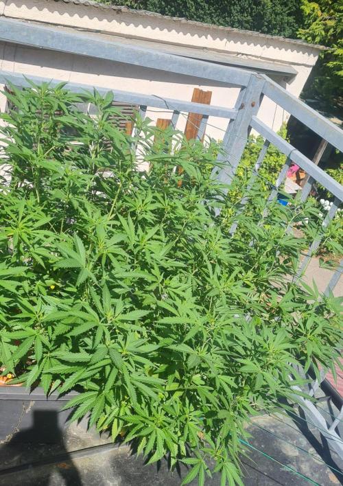 LoisenFarm: TRCH OSS OUTDOOR. Week 18