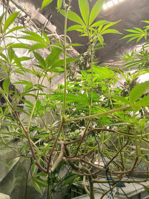 DAIN RDWC TopShelfClones.at Cut#8Cultiva. Week 12
