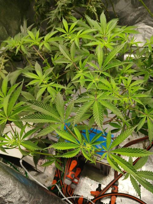 DAIN RDWC TopShelfClones.at Cut#8Cultiva. Week 12
