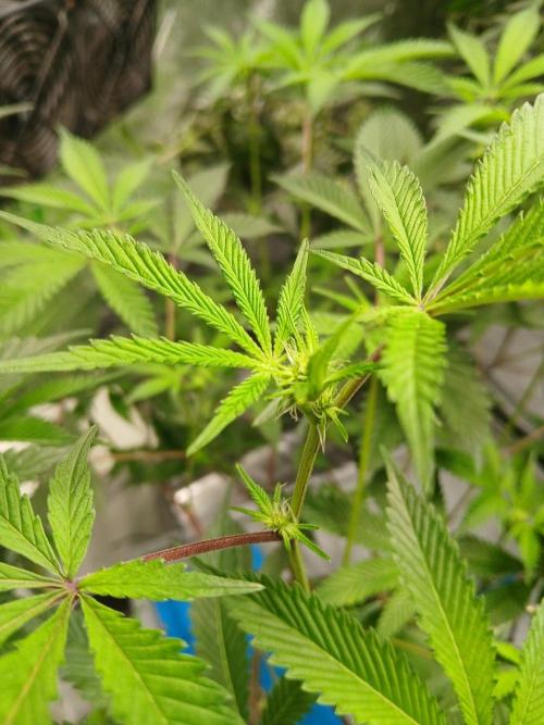 DAIN RDWC TopShelfClones.at Cut#8Cultiva. Week 12
