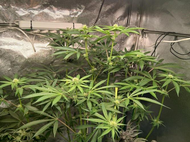 PLOT RDWC. Week 13