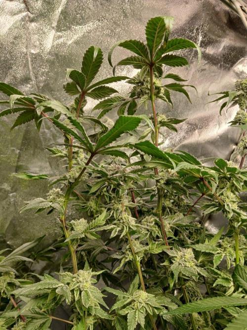 BLSK Gen4.2 RDWC. Week 15