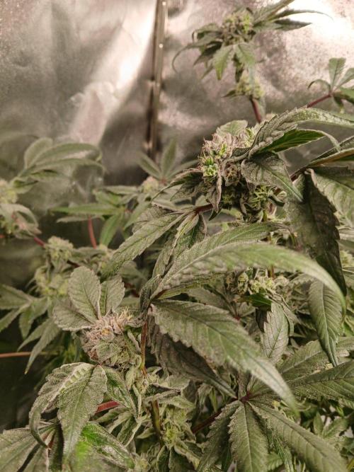 BLSK Gen4.2 RDWC. Week 15