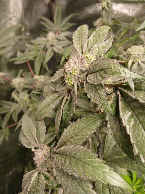 BLSK Gen4.2 RDWC. Week 15