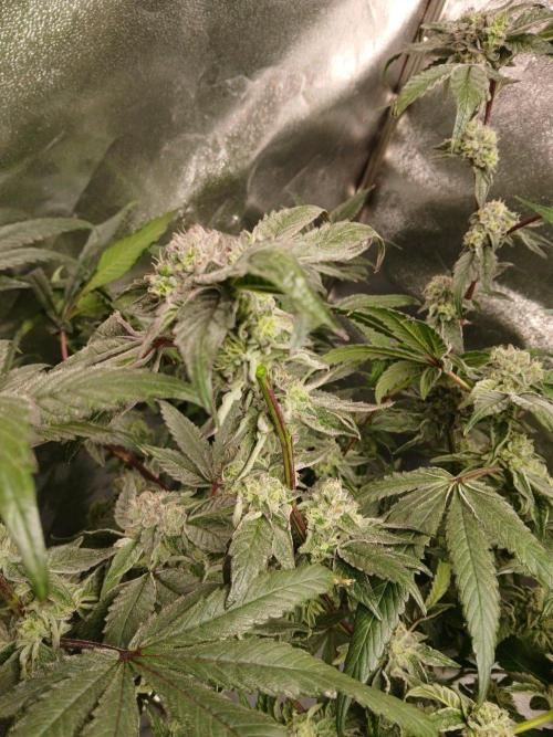 BLSK Gen4.2 RDWC. Week 15