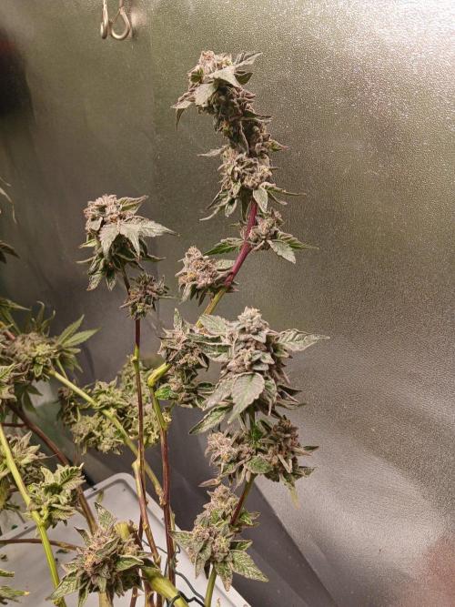 BLSK Gen4.1 RDWC. Week 15