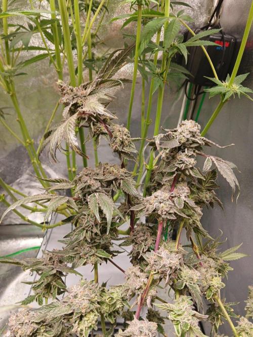 BLSK Gen4.1 RDWC. Week 15