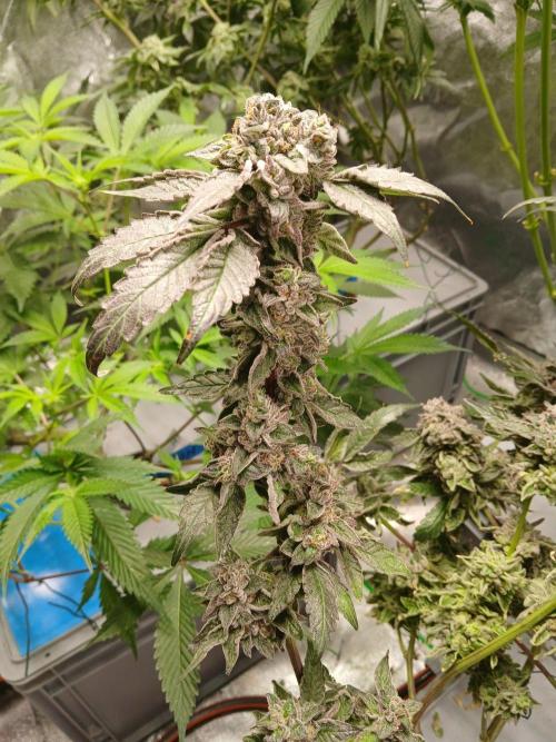 BLSK Gen4.1 RDWC. Week 15