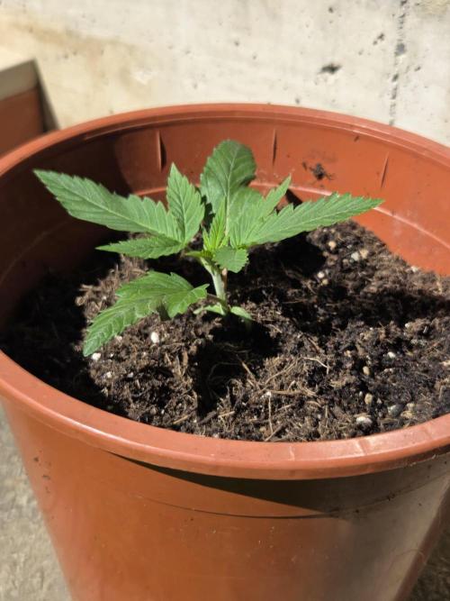 Dr.SkunkyKush: JAHE. Week 2