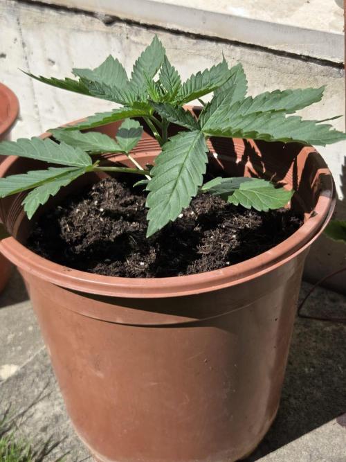Dr.SkunkyKush: SLEC #4. Week 3