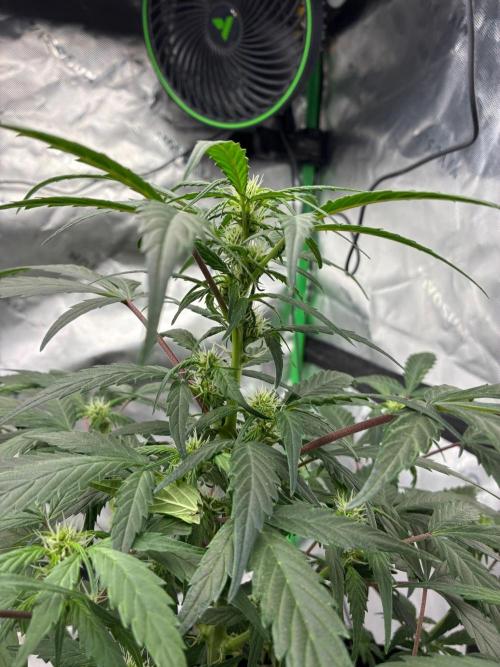 Dr.HanfDampf: SLEH Auto Seedsupplier. Week 8