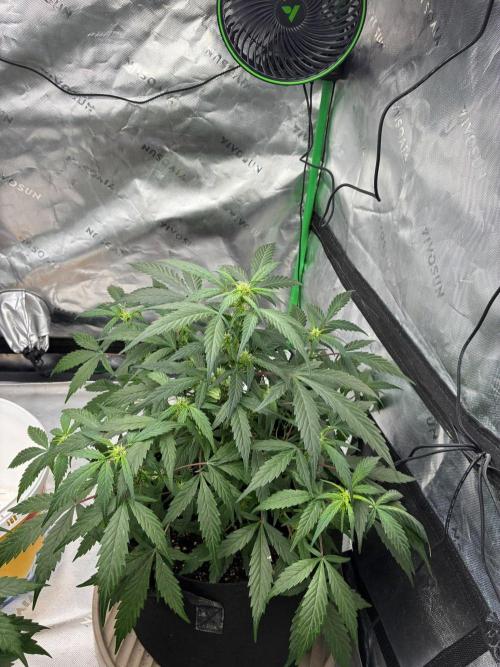 Dr.HanfDampf: SLEH Auto Seedsupplier. Week 8