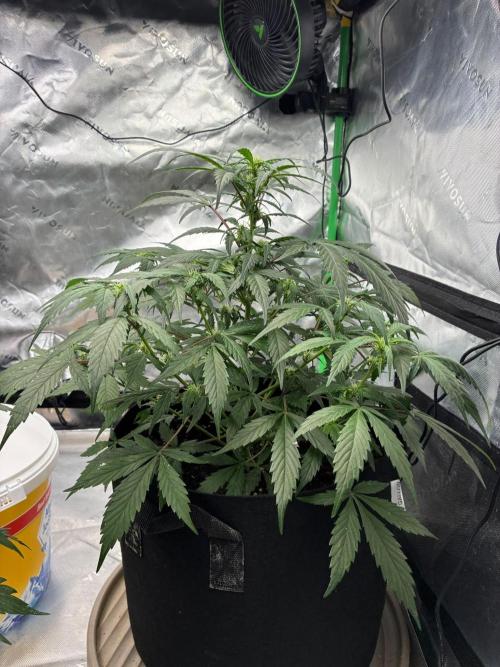 Dr.HanfDampf: SLEH Auto Seedsupplier. Week 8