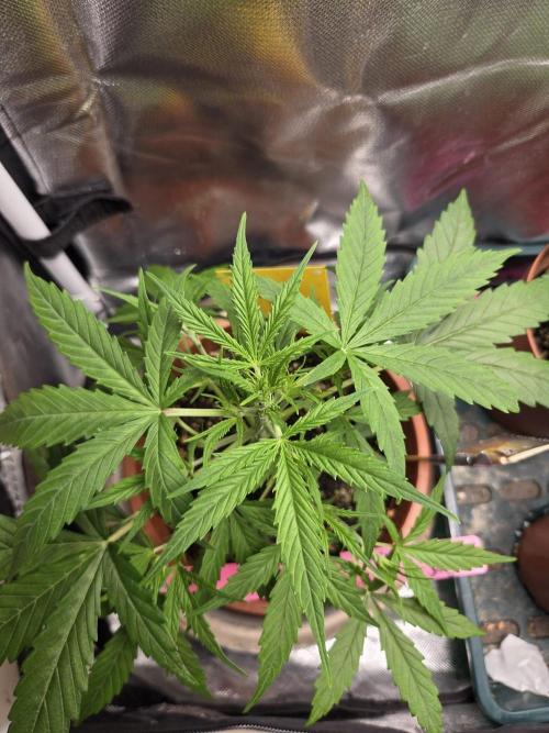 Dr.SkunkyKush: SOAK Auto. Week 6