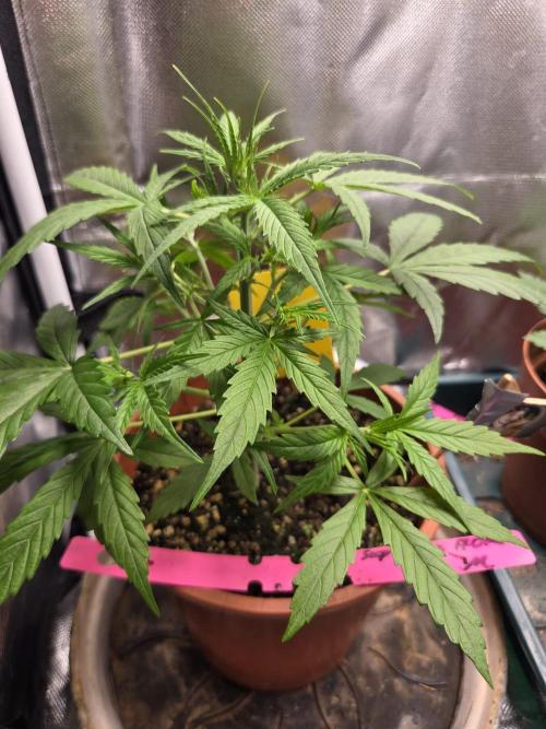 Dr.SkunkyKush: SOAK Auto. Week 6