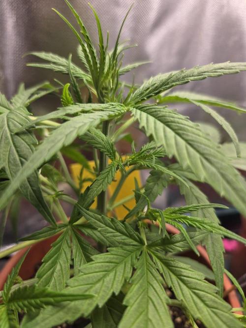 Dr.SkunkyKush: SOAK Auto. Week 6
