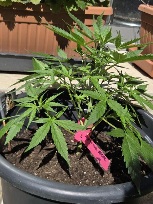 Dr.SkunkyKush: SOAK Auto. Week 6