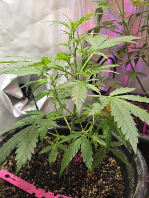 Dr.SkunkyKush: HMKU Auto. Week 6