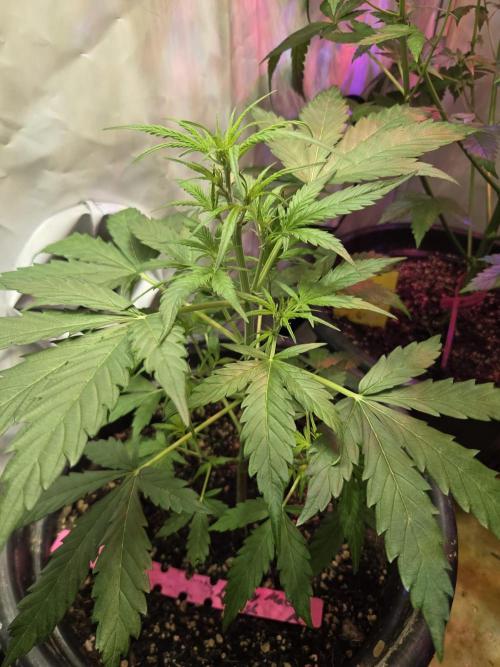 Dr.SkunkyKush: HMKU Auto. Week 6