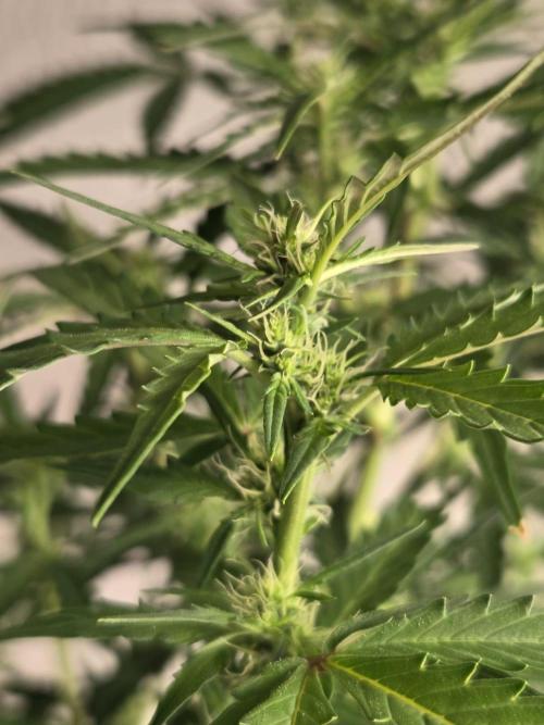 Dr.SkunkyKush: PIEX Auto. Week 9