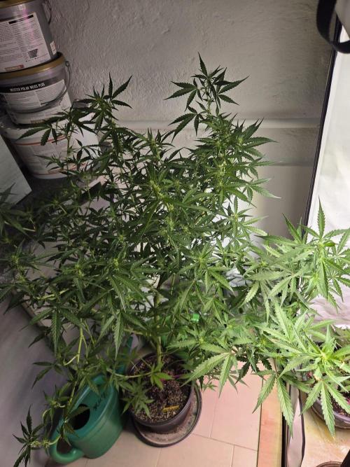 Dr.SkunkyKush: PIEX Auto. Week 9