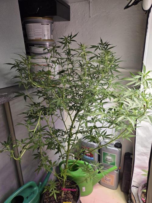 Dr.SkunkyKush: PIEX Auto. Week 9
