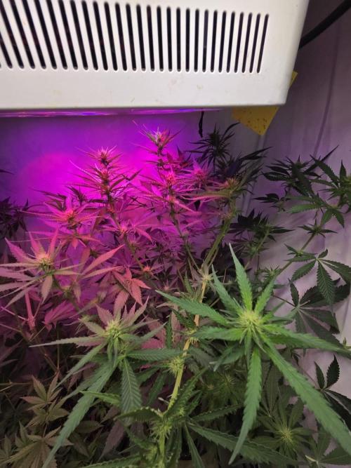 Dr.SkunkyKush: HUBU DopeBois & Sleezy. Week 9