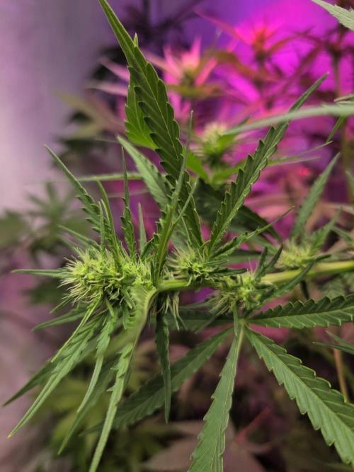 Dr.SkunkyKush: HUBU DopeBois & Sleezy. Week 9