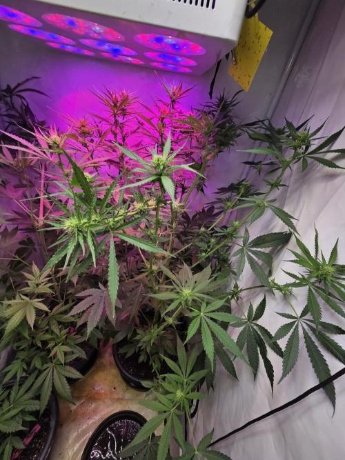 Dr.SkunkyKush: HUBU DopeBois & Sleezy. Week 9