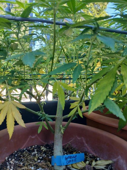 LoisenFarm: GOCO Outdoor (Findling). Week 17