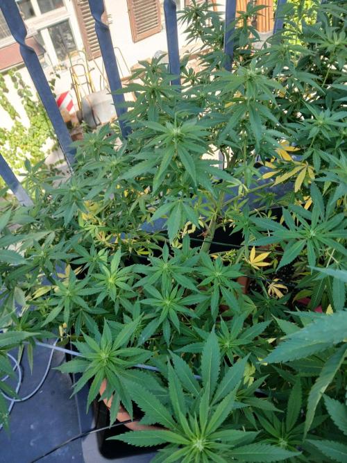 LoisenFarm: GOCO Outdoor (Findling). Week 17
