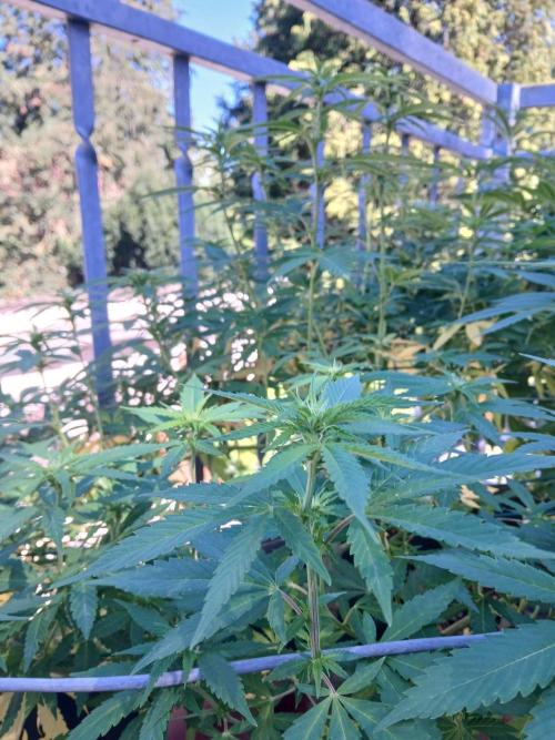 LoisenFarm: GOCO Outdoor (Findling). Week 17