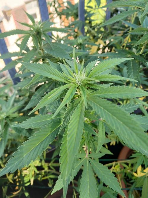 LoisenFarm: GOCO Outdoor (Findling). Week 17