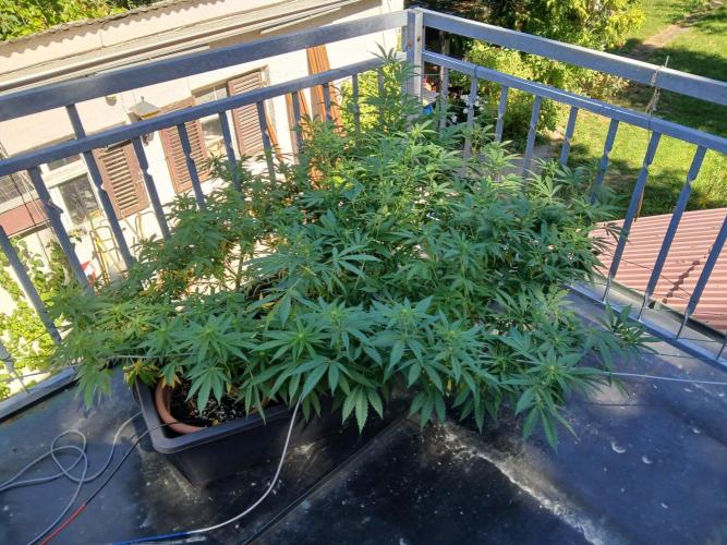 LoisenFarm: TRCH OSS OUTDOOR. Week 19