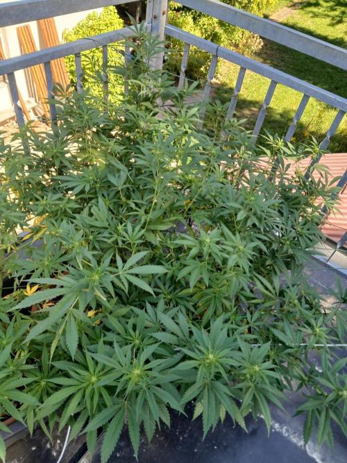 LoisenFarm: TRCH OSS OUTDOOR. Week 19