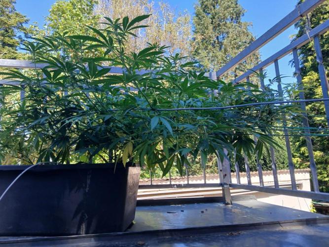 LoisenFarm: TRCH OSS OUTDOOR. Week 19
