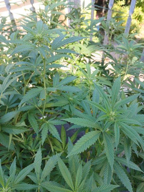 LoisenFarm: TRCH OSS OUTDOOR. Week 19