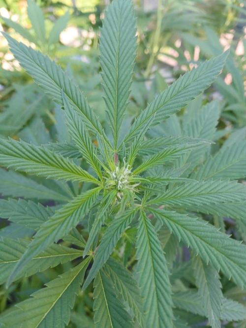 LoisenFarm: TRCH OSS OUTDOOR. Week 19