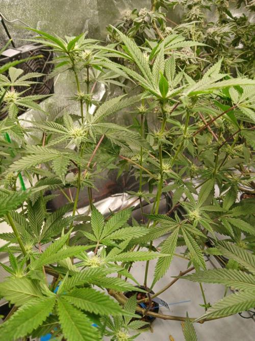 DAIN RDWC TopShelfClones.at Cut#8Cultiva. Week 13
