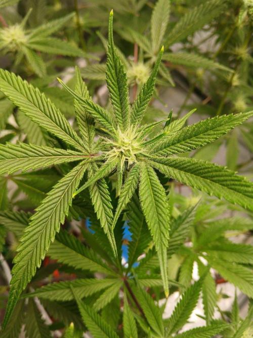 DAIN RDWC TopShelfClones.at Cut#8Cultiva. Week 13