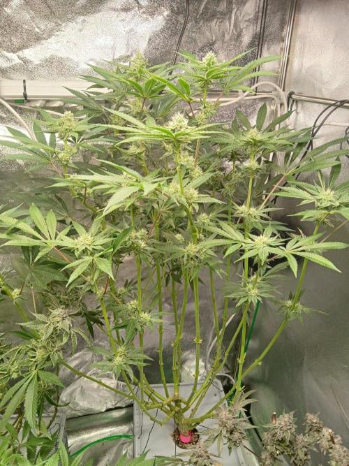 PLOT RDWC. Week 14