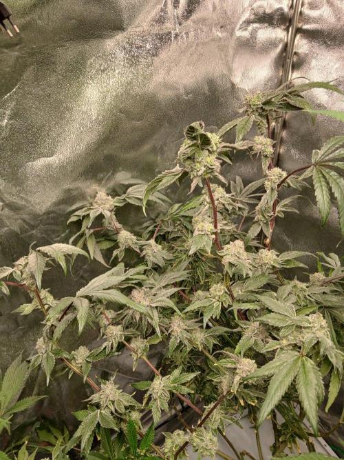 BLSK Gen4.2 RDWC. Week 16