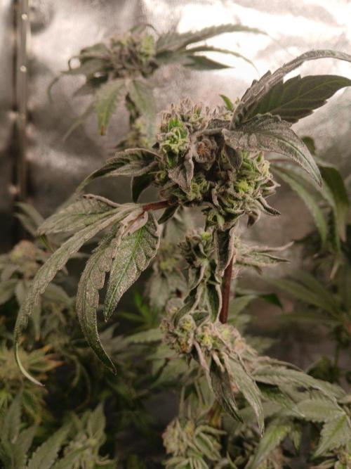 BLSK Gen4.2 RDWC. Week 16
