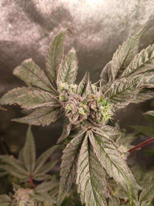 Blue Skunk Fem. Week 16
