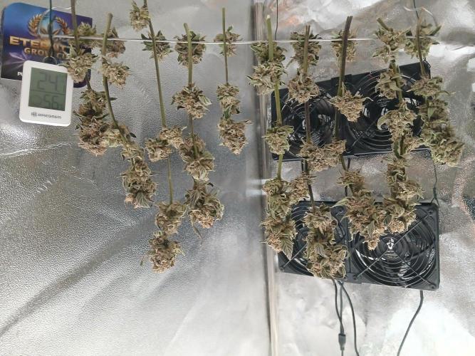 BLSK Gen4.1 RDWC. Week 16