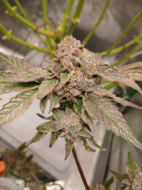 BLSK Gen4.1 RDWC. Week 16