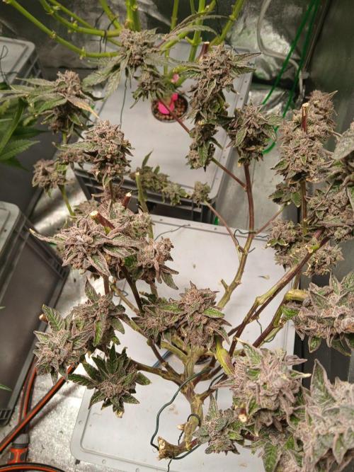 BLSK Gen4.1 RDWC. Week 16